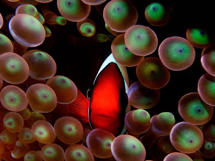 2020 OLYMPUS全國攝影大賽「水下世界組」金獎作品〈小丑魚肖像〉林雅雯