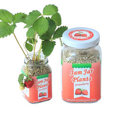 《APP》【Light+Bio】Jam Jar Plants小植栽-迷你草莓