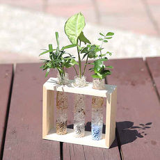 【Light+Bio】夏木漱石水晶植栽(方形)