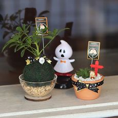 【Light+Bio】萬聖派對植栽二入組合