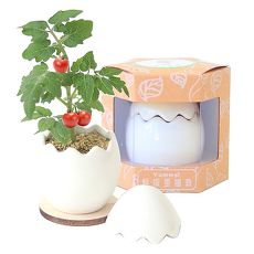 【Light+Bio】Yummy!鮮採蛋植栽-白