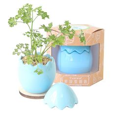 【Light+Bio】Yummy!鮮採蛋植栽-藍
