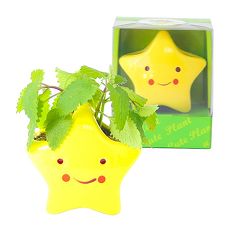 【Light+Bio】Cute plant陶瓷植栽-星星