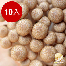【Global Fresh】日本長野鴻喜菇 10入 -預購